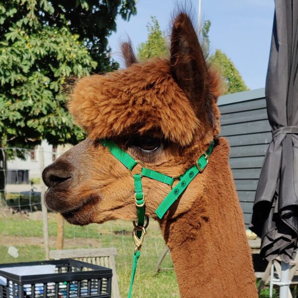 Grime fra ALPATI til alpacaer - Billede 3