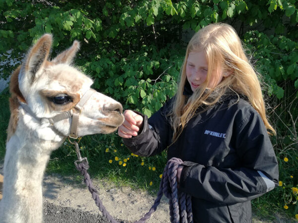 Gåtur med Alpaca - Billede 4