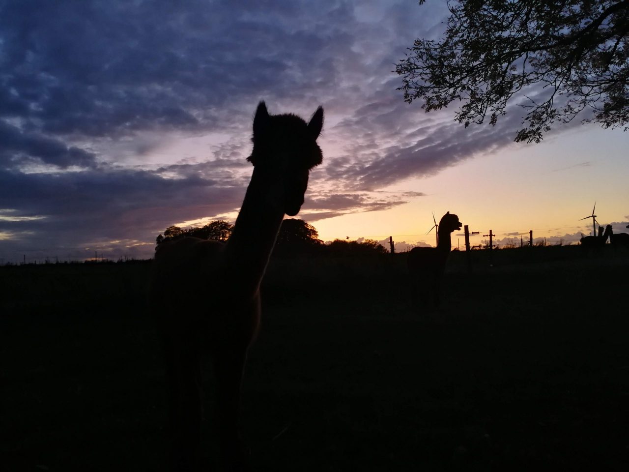 Overnatning i Alpacacamp - Billede 15
