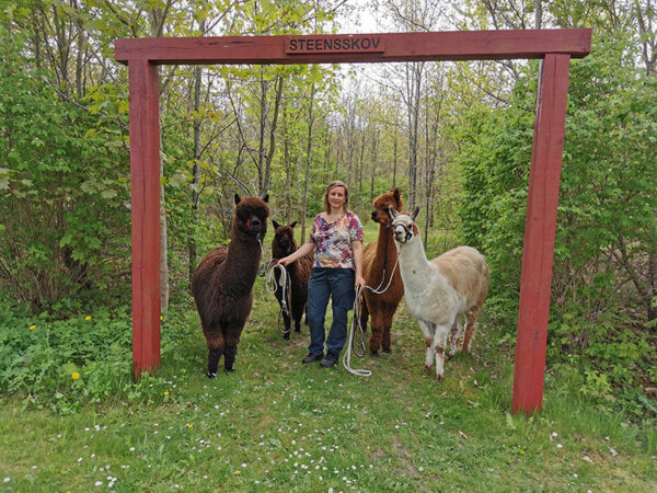 Gåtur med Alpaca - Billede 3