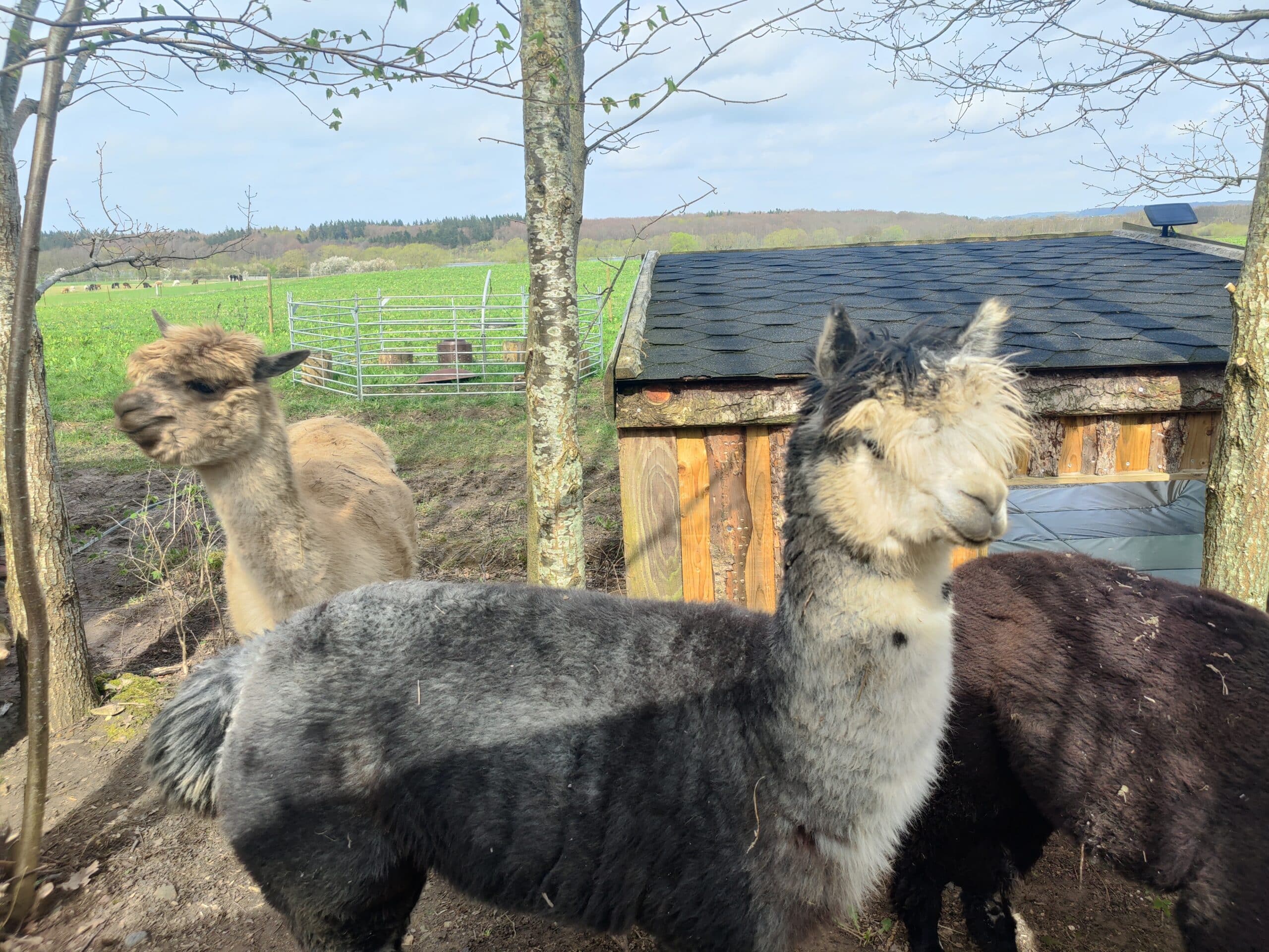 Overnatning i Alpacacamp - Billede 12