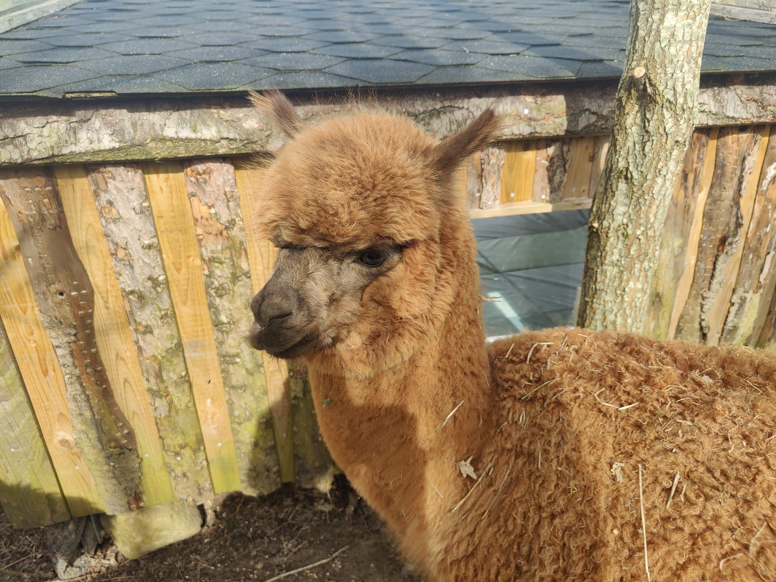 Overnatning i Alpacacamp - Billede 10