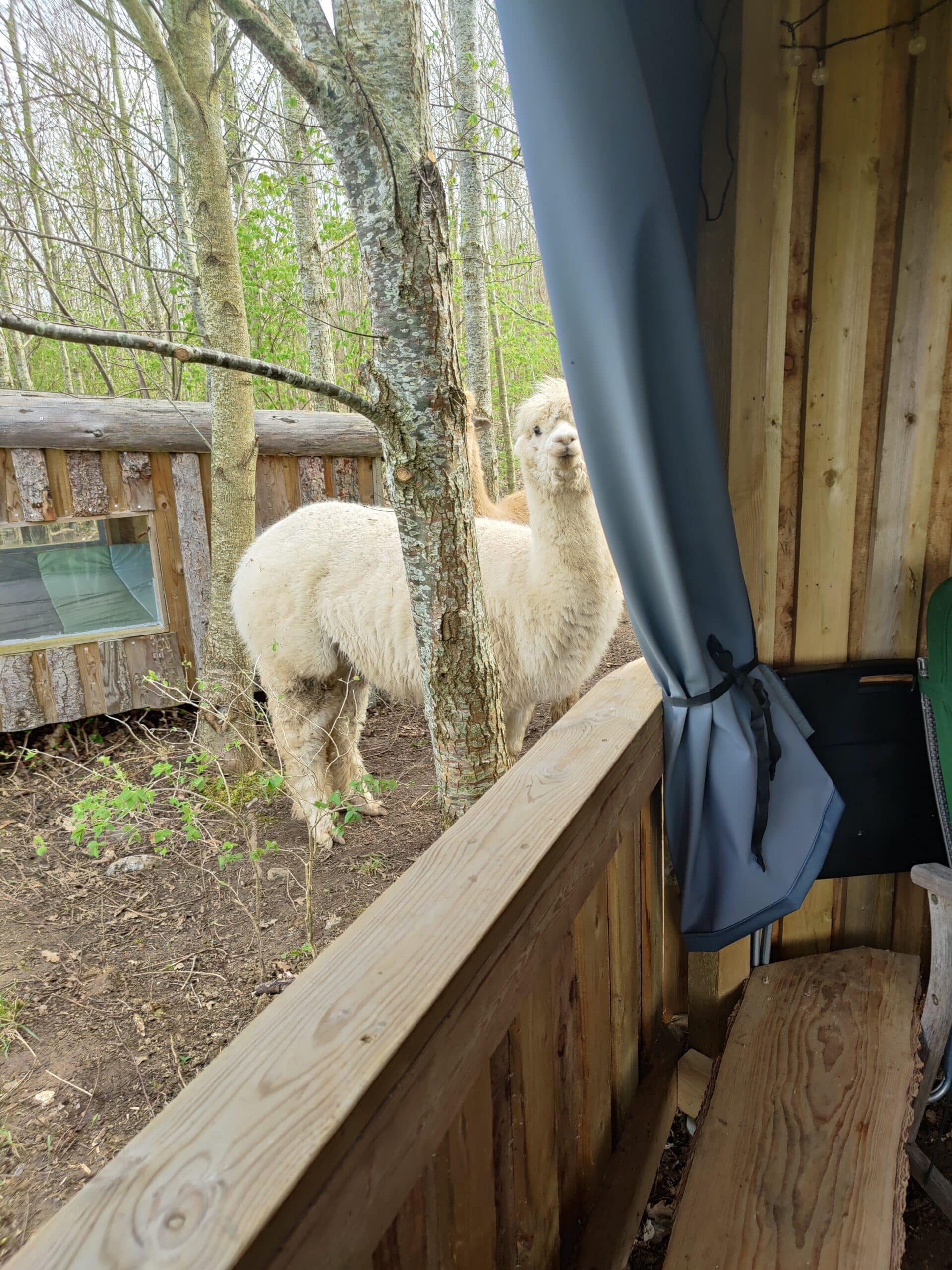 Overnatning i Alpacacamp - Billede 8