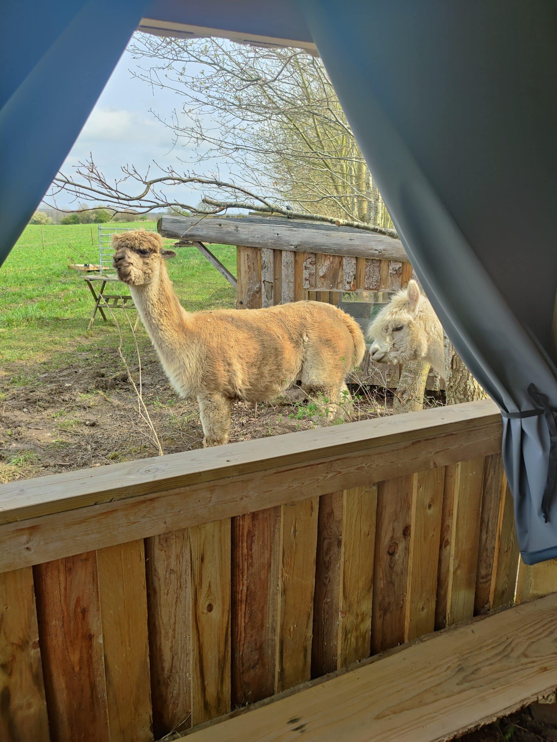 Overnatning i Alpacacamp - Billede 4