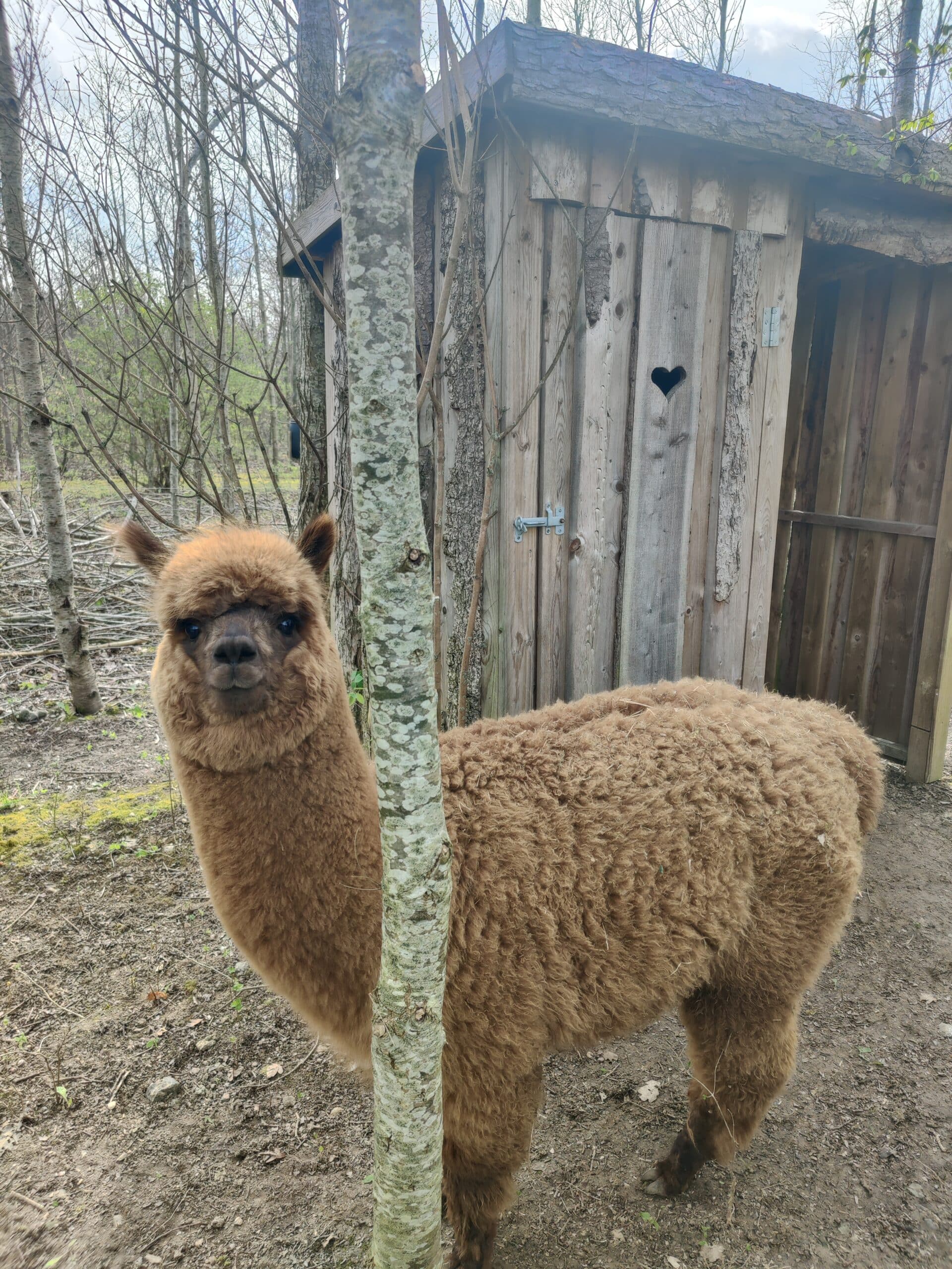 Overnatning i Alpacacamp - Billede 6