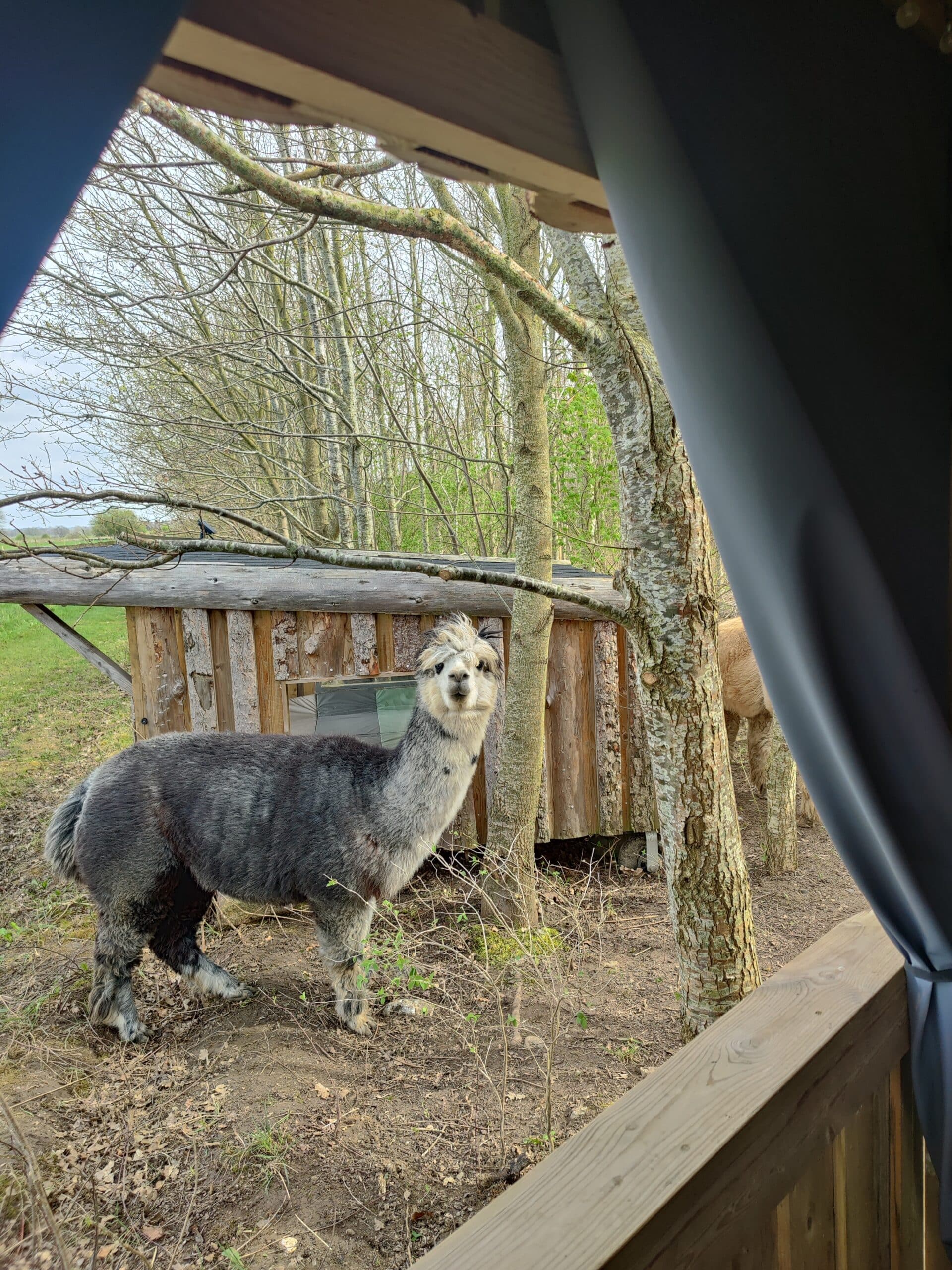 Overnatning i Alpacacamp - Billede 5