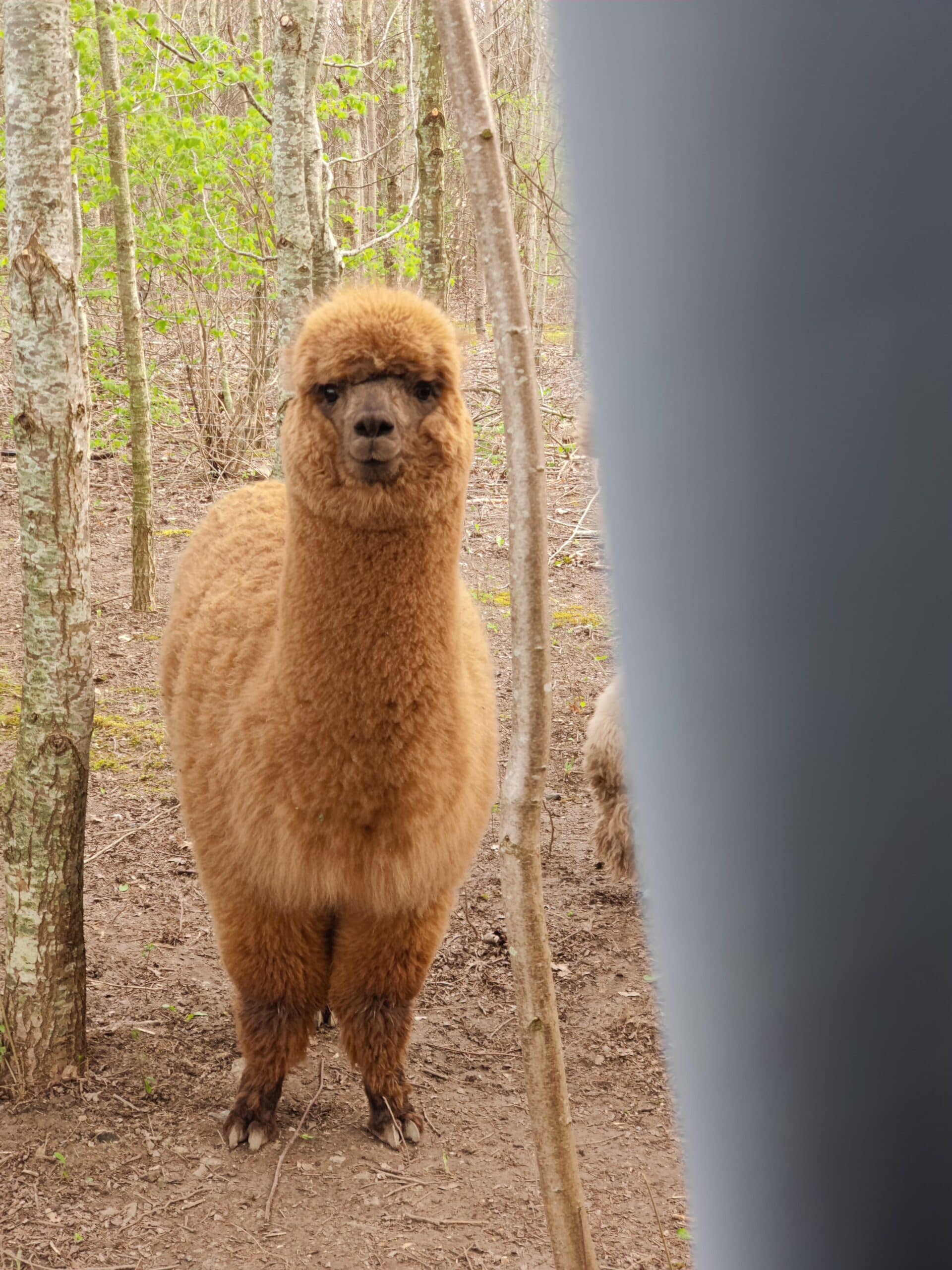 Overnatning i Alpacacamp - Billede 13