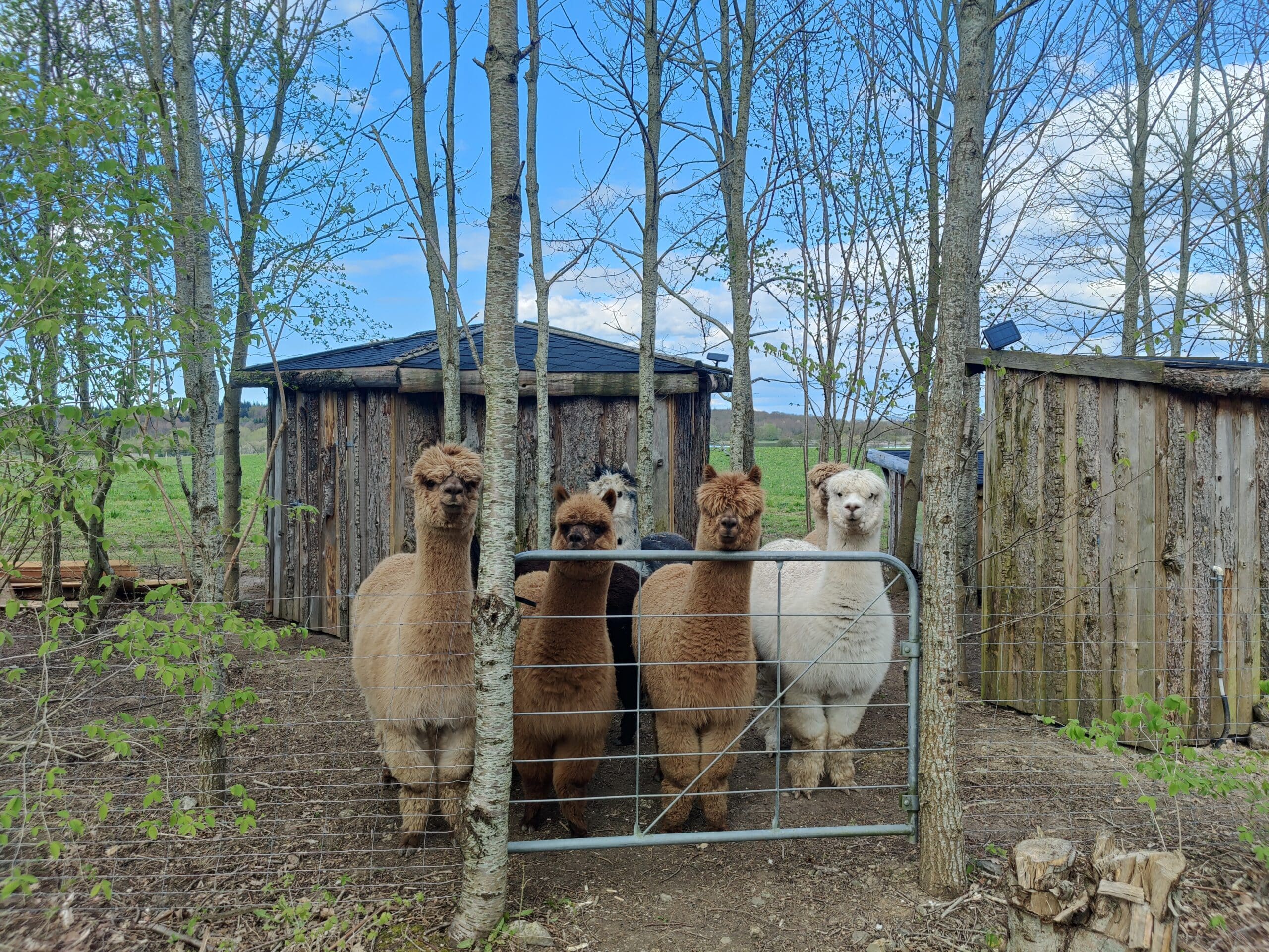 Overnatning i Alpacacamp - Billede 3
