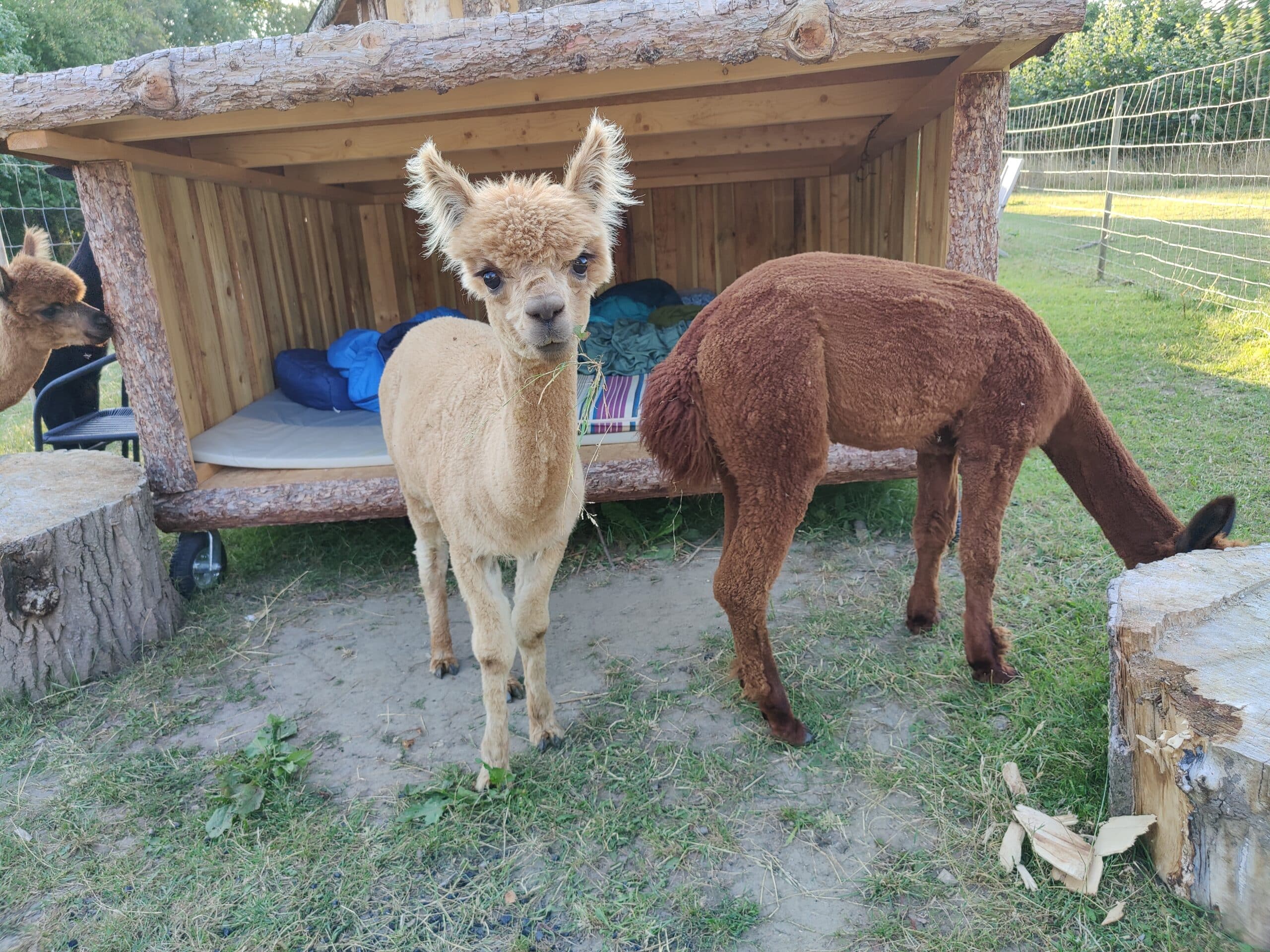 Overnatning i Alpacacamp - Billede 2