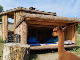 Overnatning i Alpacacamp
