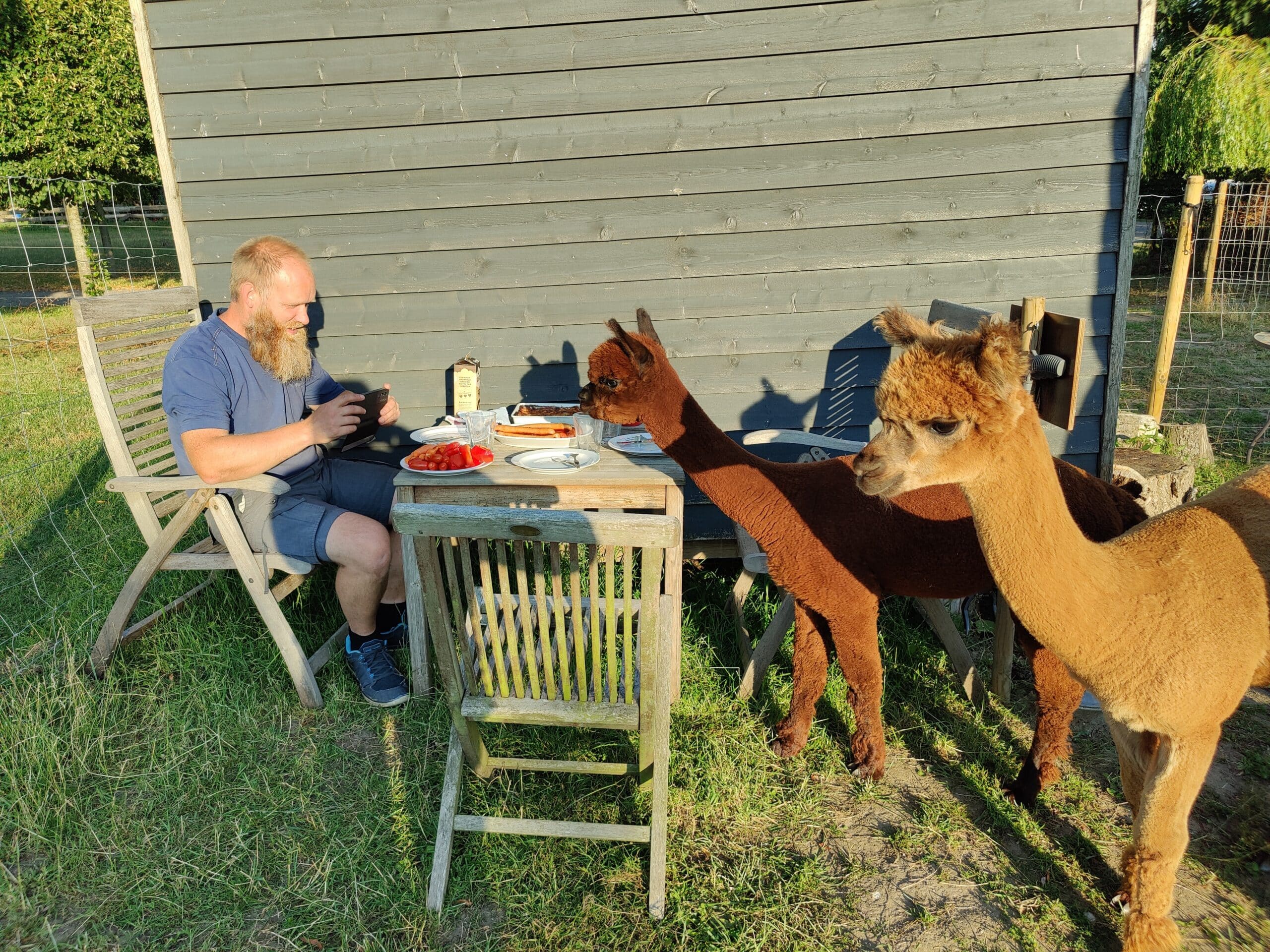 Overnatning i Alpacacamp - Billede 14