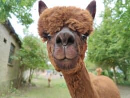 Bliv AlpacaVen