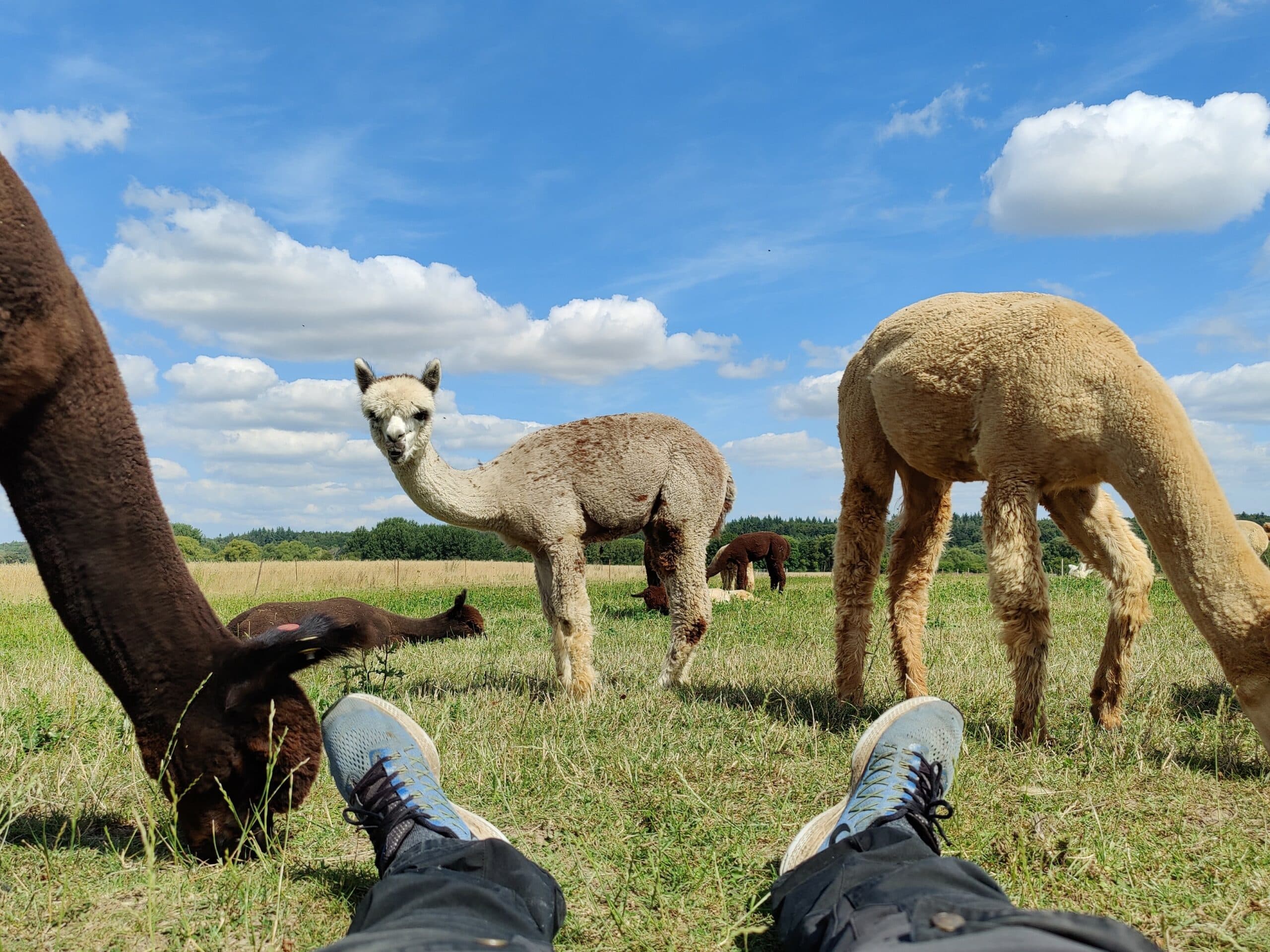 Alpaca-hygge - Billede 4