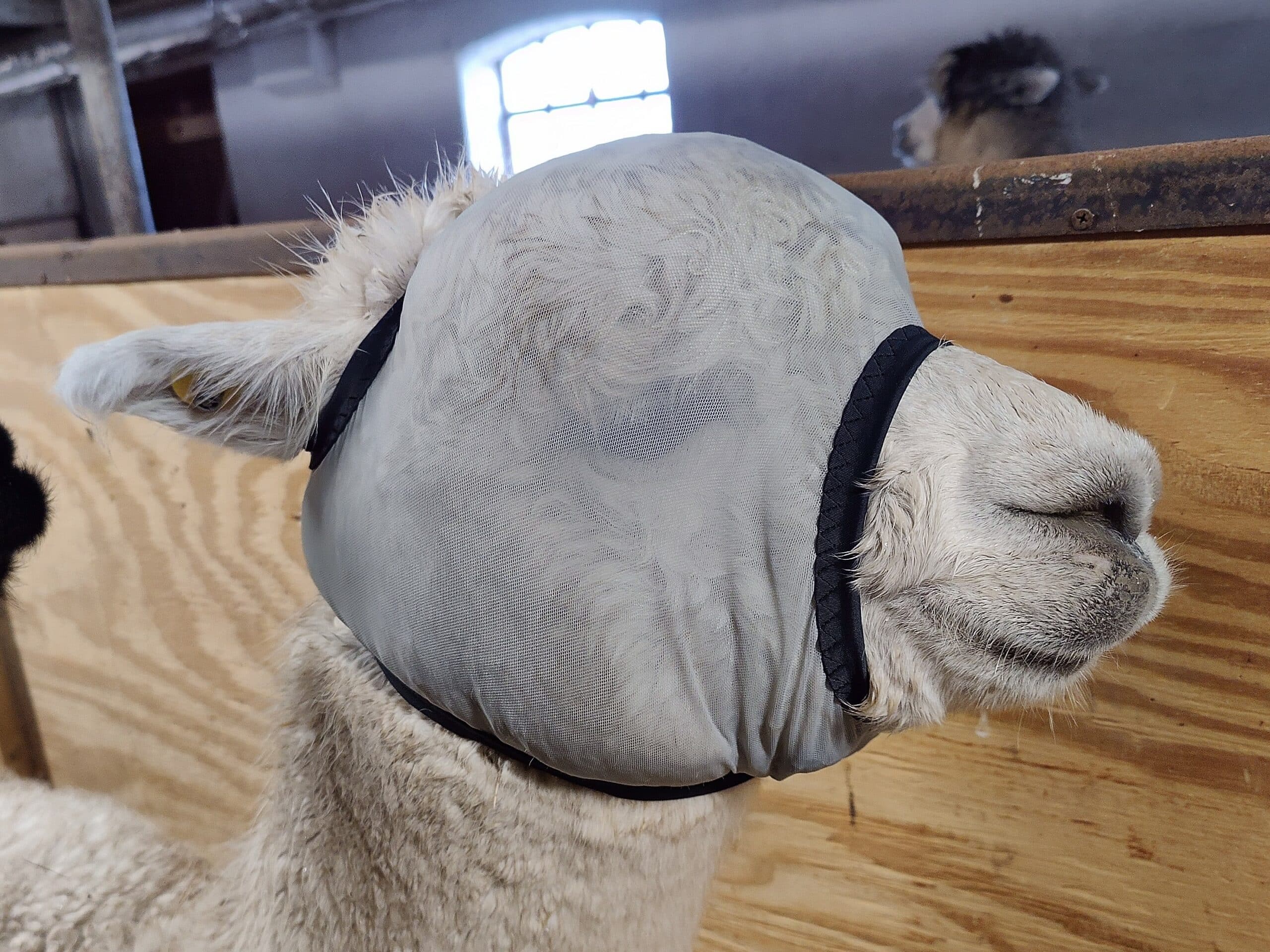 Fluemaske til alpaca