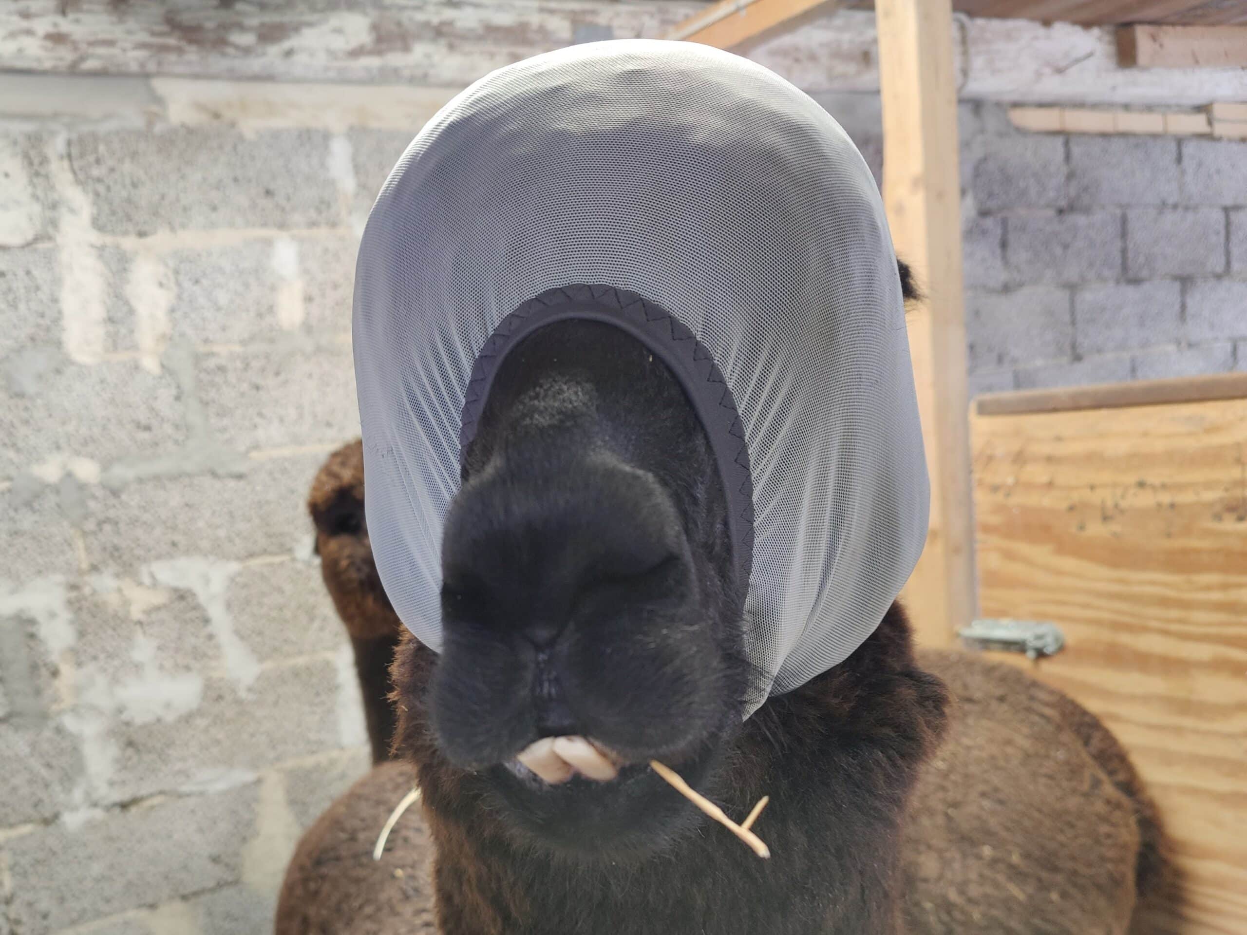 Fluemaske til alpaca - Billede 3