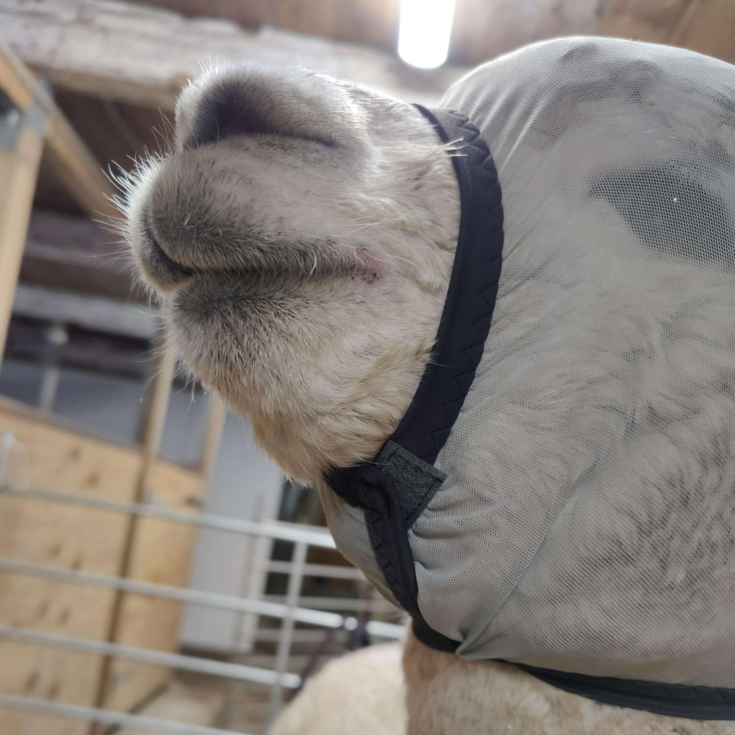 Fluemaske til alpaca - Billede 2