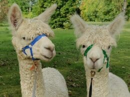 Grime fra ALPATI til alpacaer