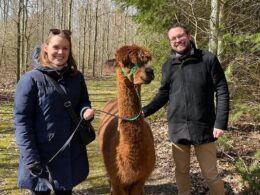 VIP Alpaca-Gåtur (2-4 gæster)