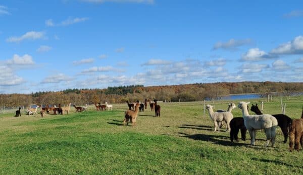 Overnatning i AlpacaView - Billede 6