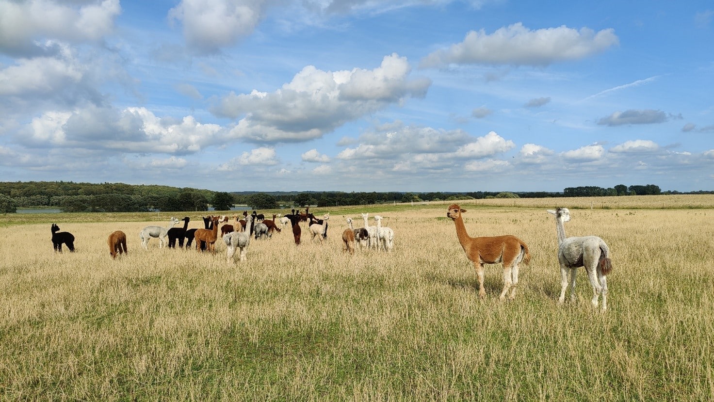 Overnatning i AlpacaHome - Billede 8