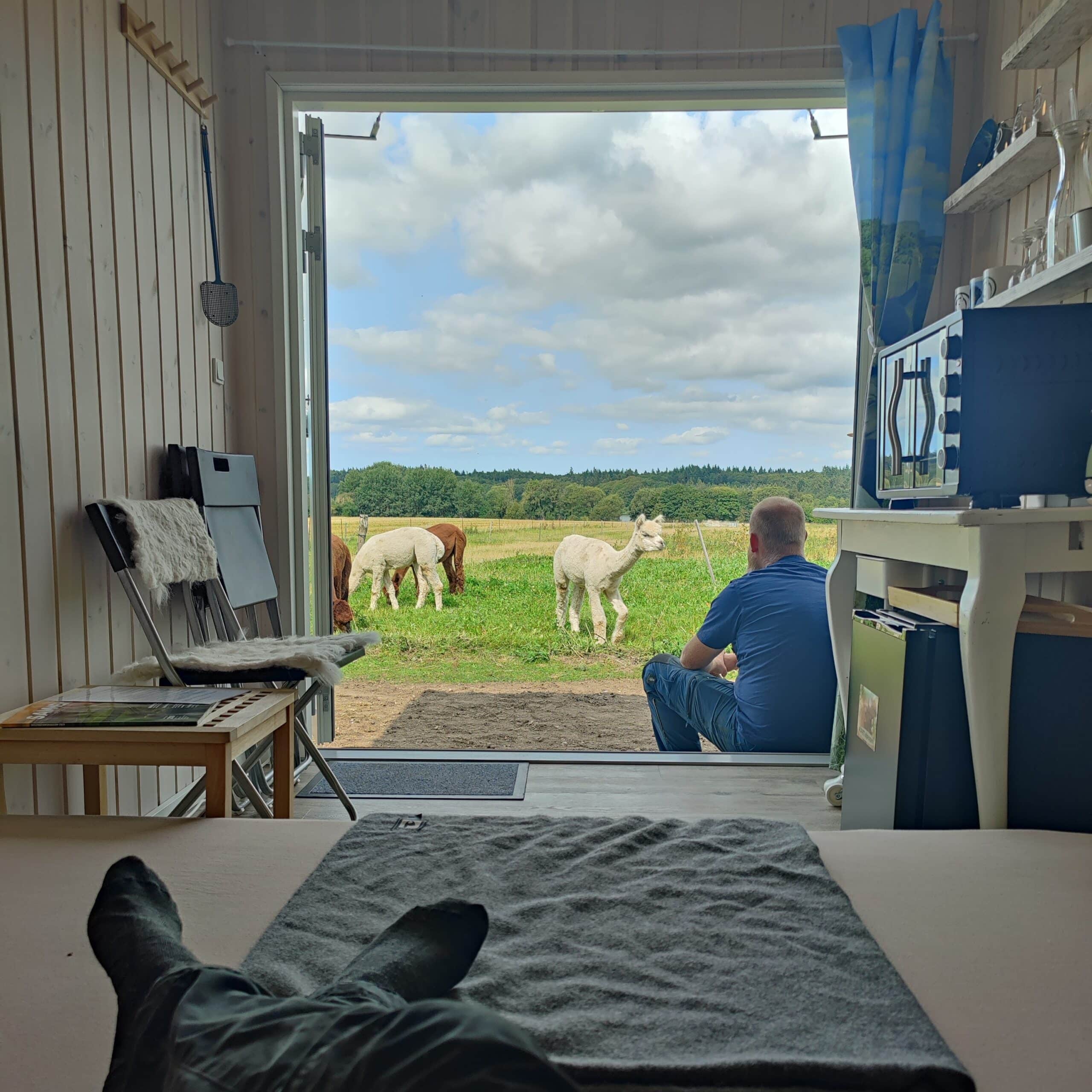 Overnatning i AlpacaHome - Billede 6