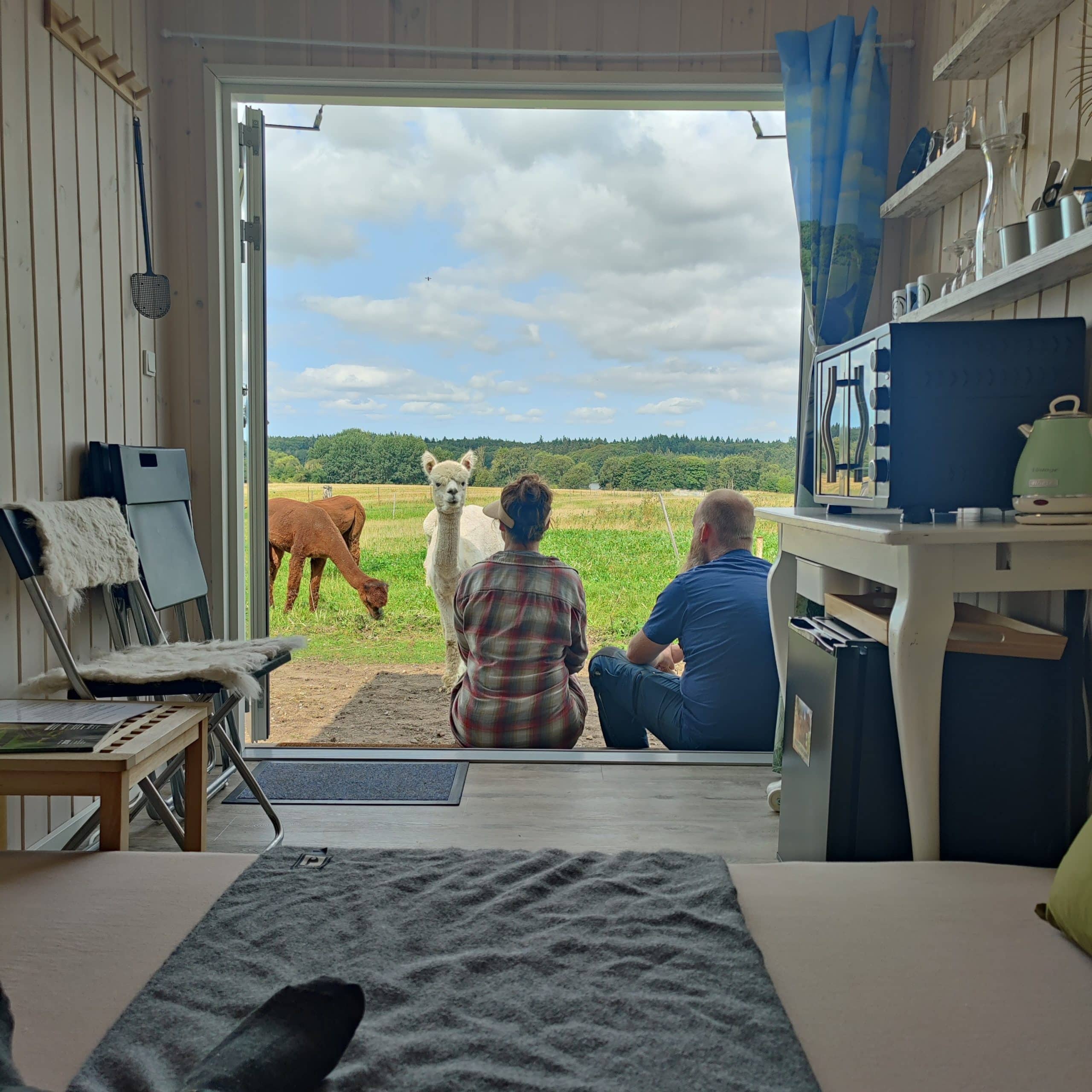 Overnatning i AlpacaHome - Billede 2