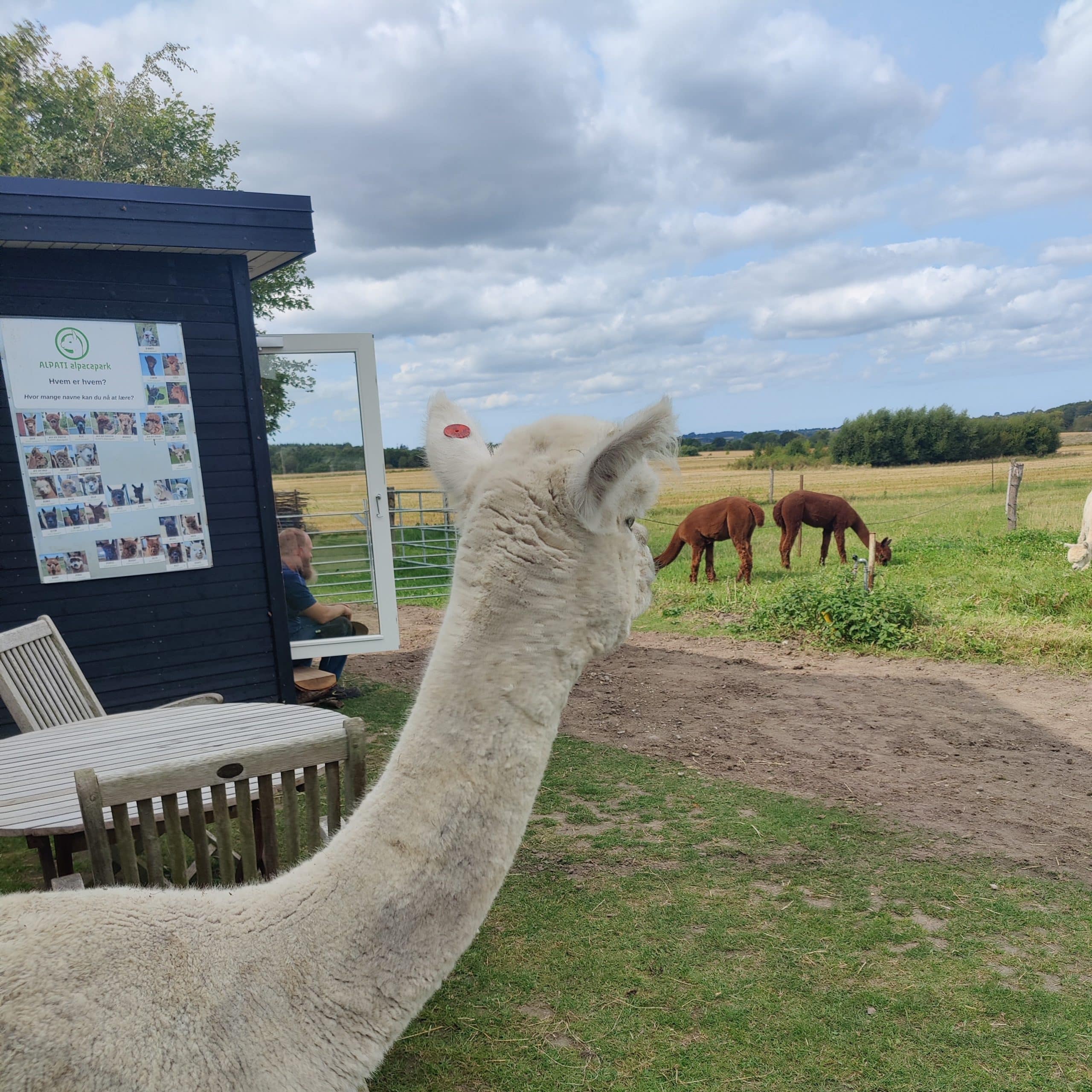 Overnatning i AlpacaHome - Billede 3