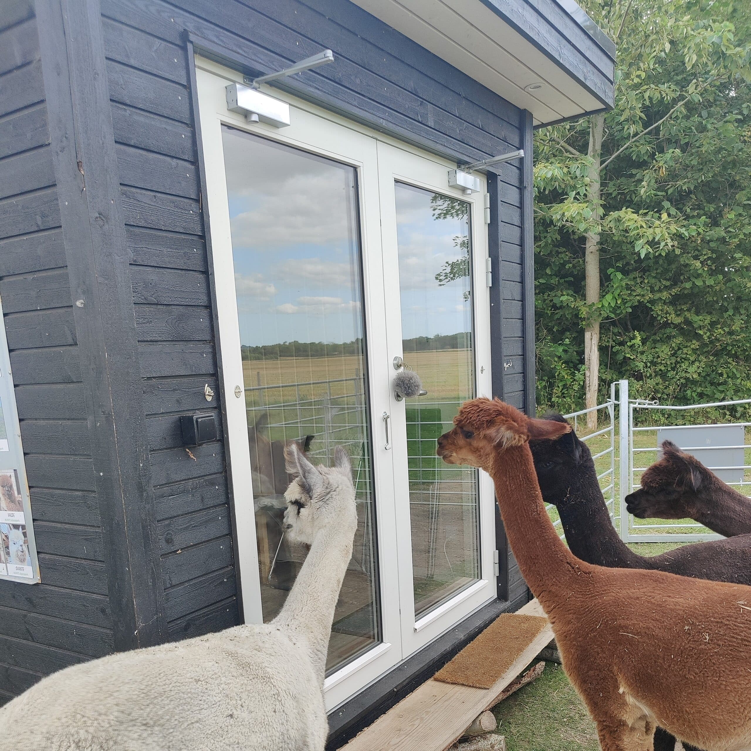 Overnatning i AlpacaHome - Billede 11
