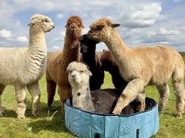 Åbenthus: AlpacaKig, Rundvisning og salg af Uld