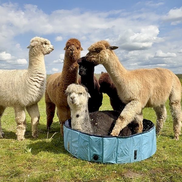 Åbenthus: AlpacaKig, Rundvisning og salg af Uld