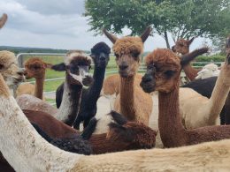Bliv AlpacaPartner