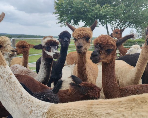 Bliv AlpacaPartner