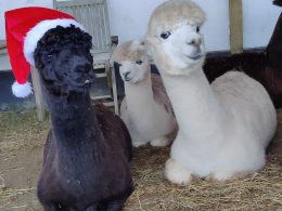 Adventskalender og Mandelgave