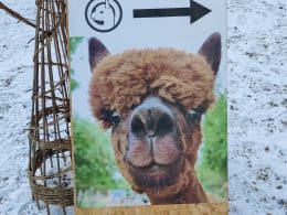 Juleshopping og Alpaca-kig