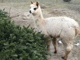 Giv dit juletræ til alpacaerne