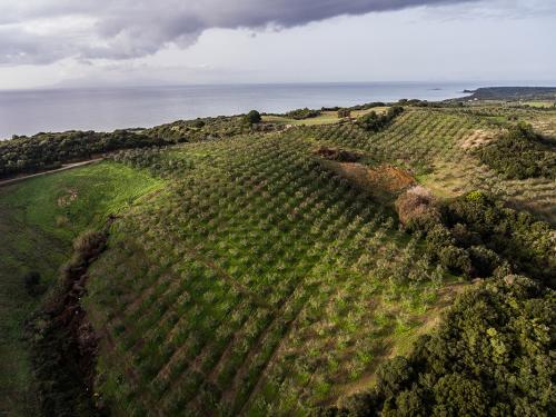 Olivenöl Anbaugebiet