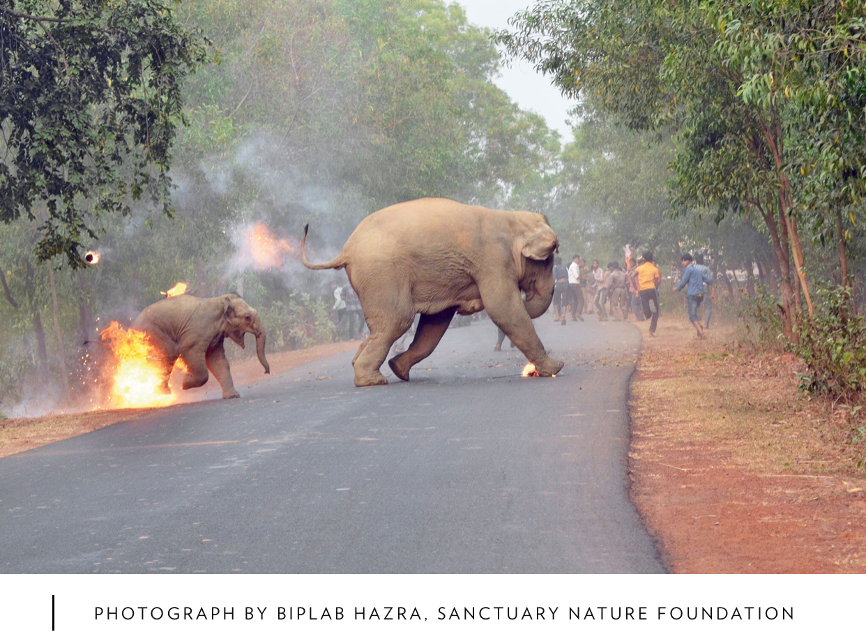 Elephants