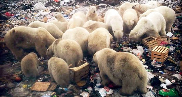 Al Sahawat Times Novaya Zemlya Polar Bears