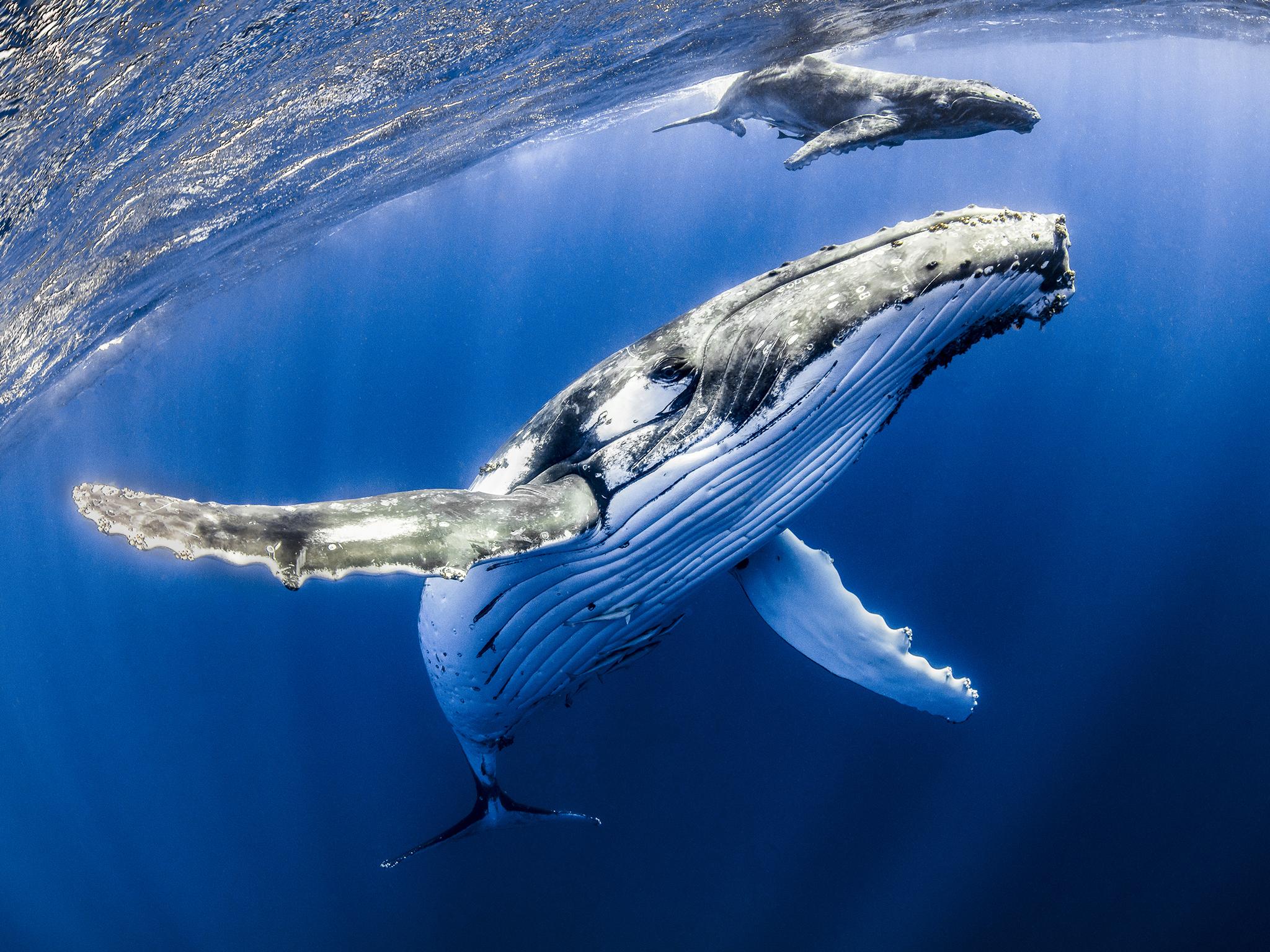 al sahawat times humpback whale