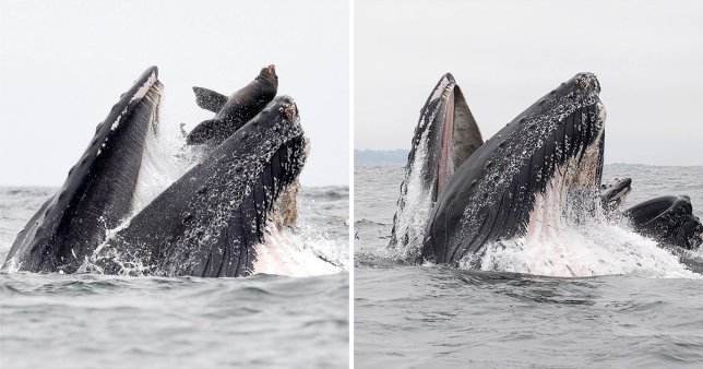 al sahawat times whale swallows sea lion whole