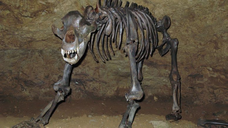 al sahawat times european cave bear