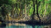mangroves mexico al sahawat times