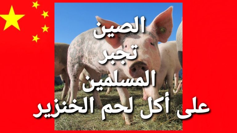 الصين تجبر المسلمين الصينيين على أكل لحم الخنزير
