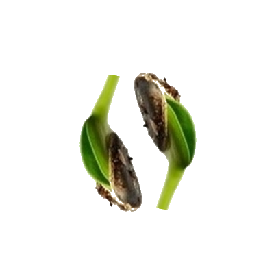 Alternativ Eboghandel