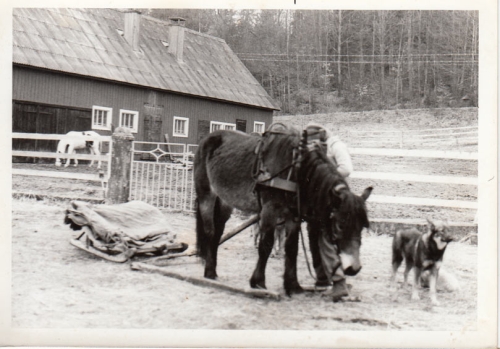 Moiras häst X hos Patrik Engström, Lilla Årsjömåla