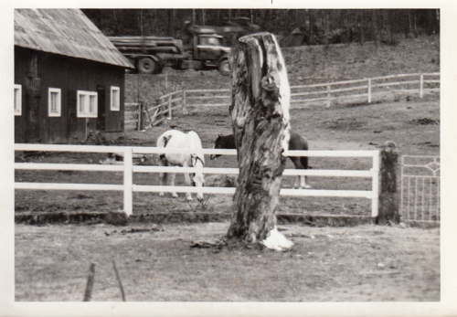 Hästen Sitting Bull hos Patrik Engström, Lilla Årsjömåla