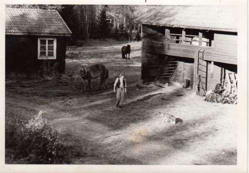 fjallgarden dag hastar