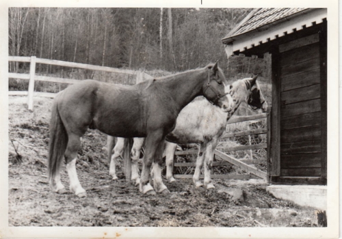 Patrik Engströms hästar Fösing och Frida Lilla Årsjömåla