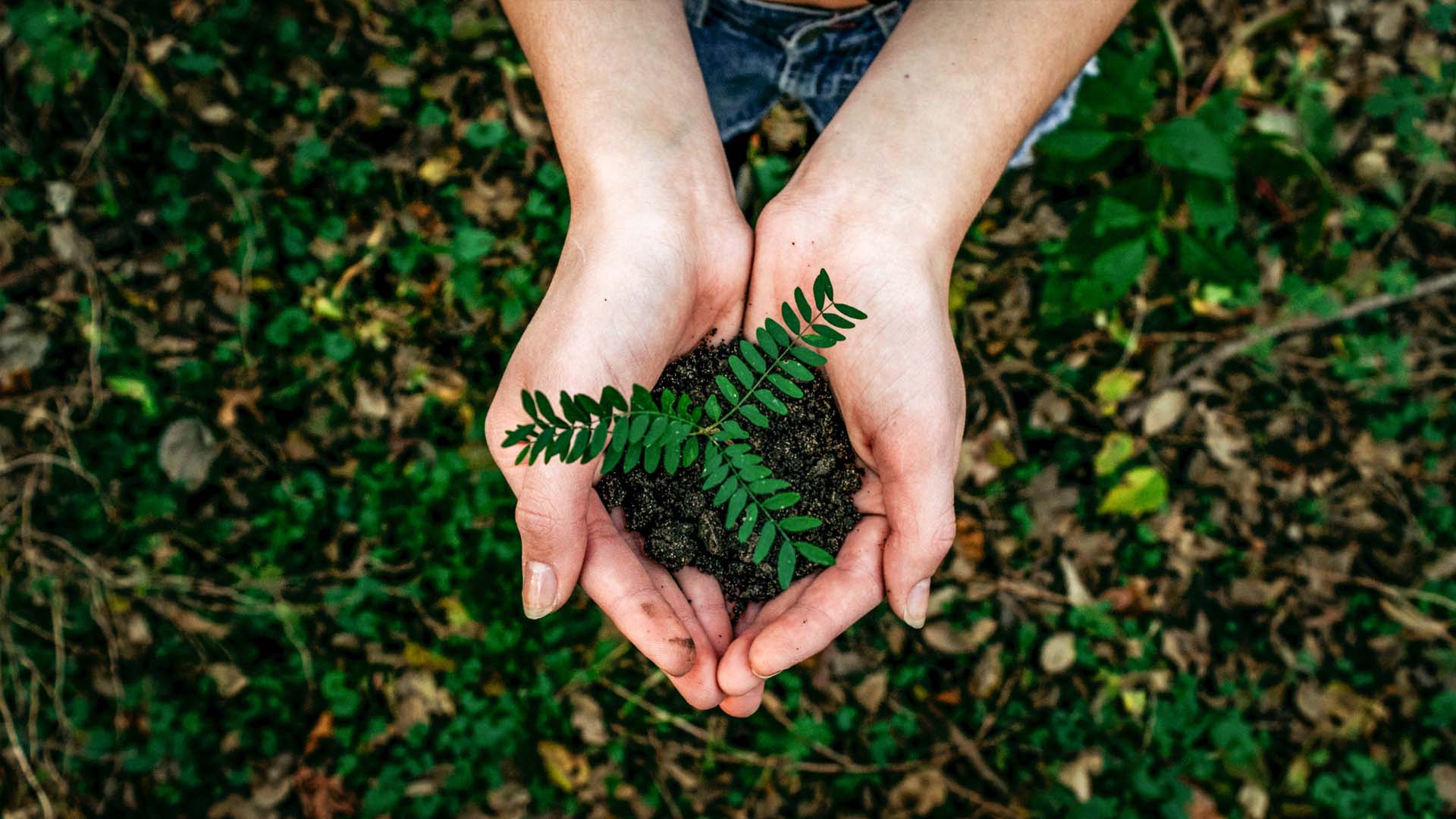 Bærekraft - To hender holder en grønn plante