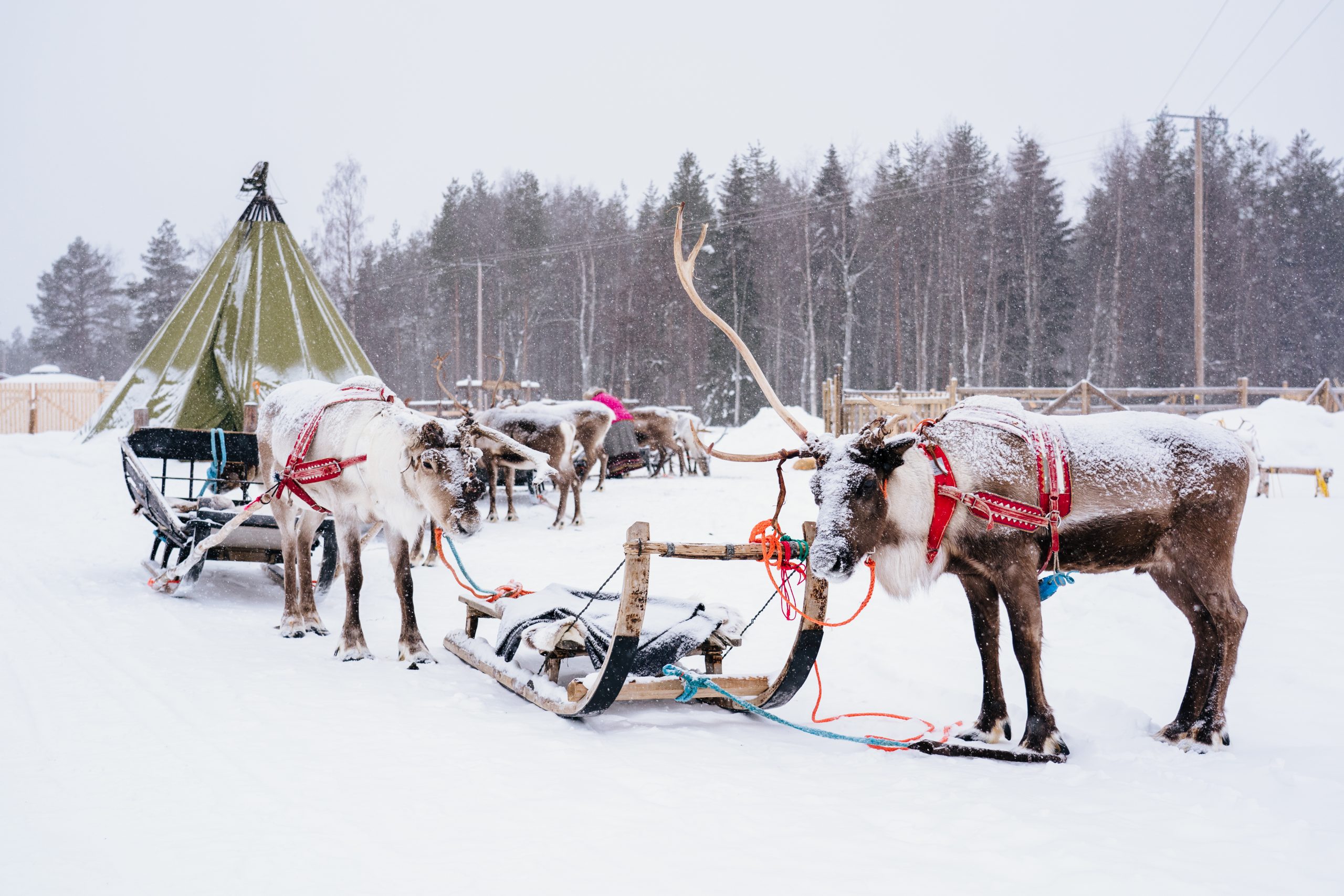 APUKKA REINDEER JOURNEY 7